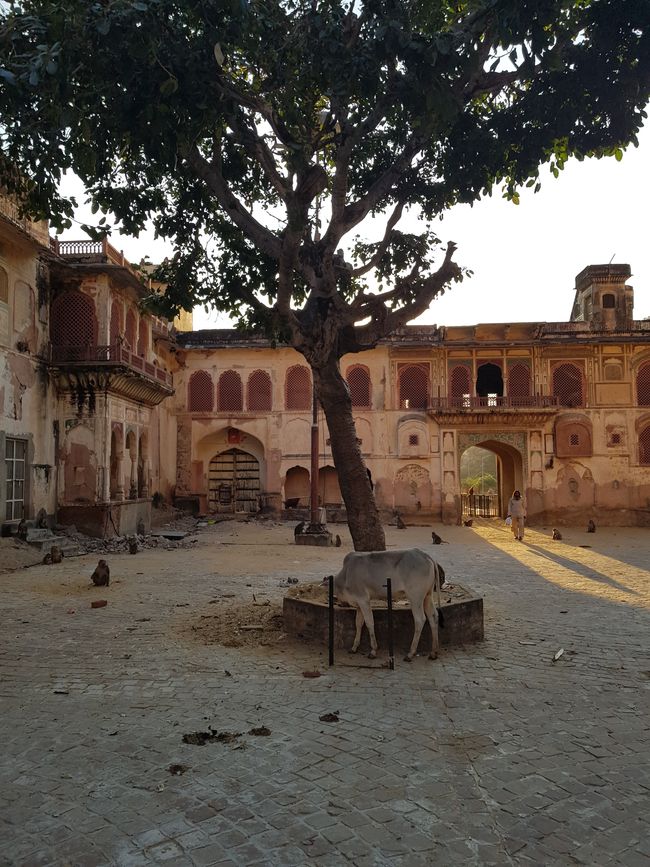 Hindu Ceremony and Monkey Temple