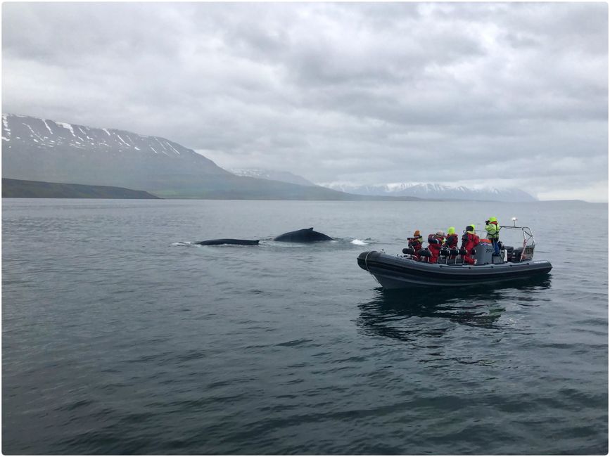 Whale Watching auf den Eyjafjördur, Akueyri