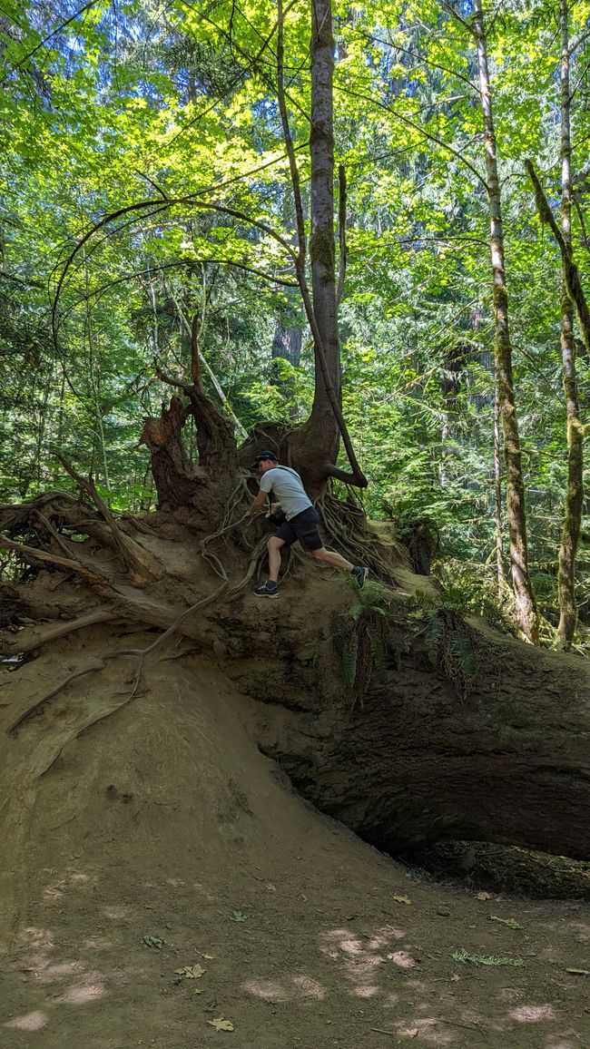 Cathedral Grove