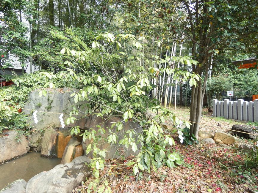 Ikuta-Schrein