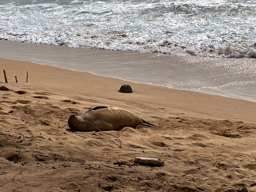 Various angles onto the monk seal