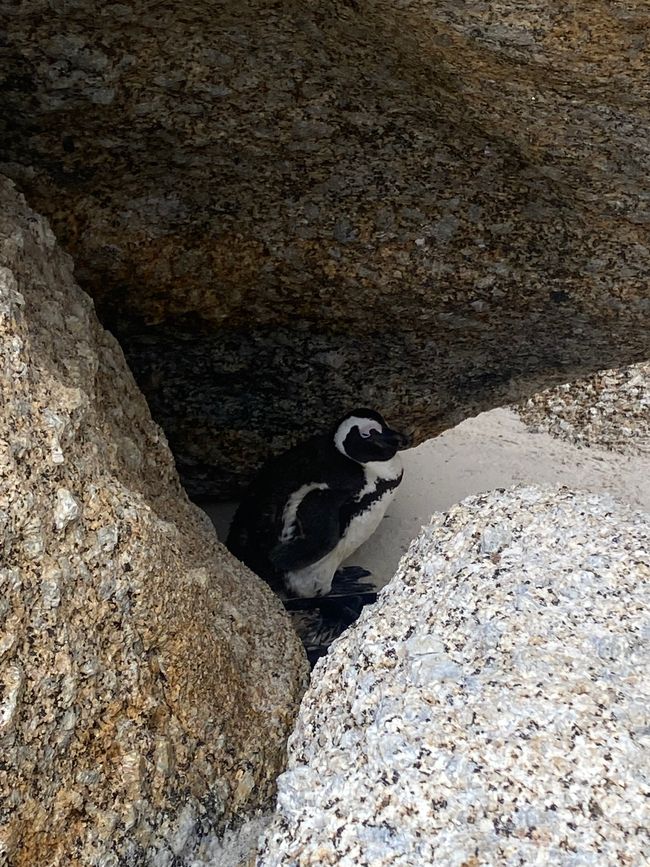 Boulders Beach