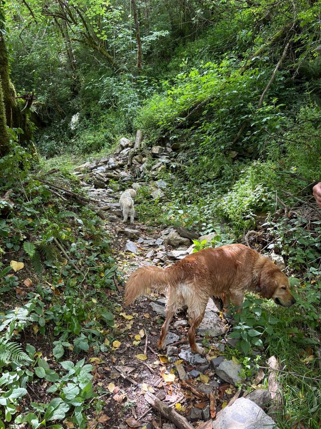 Un cane che si diverte