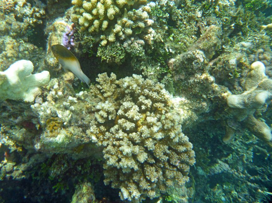 Waiag, Raja Ampat, Indonesia