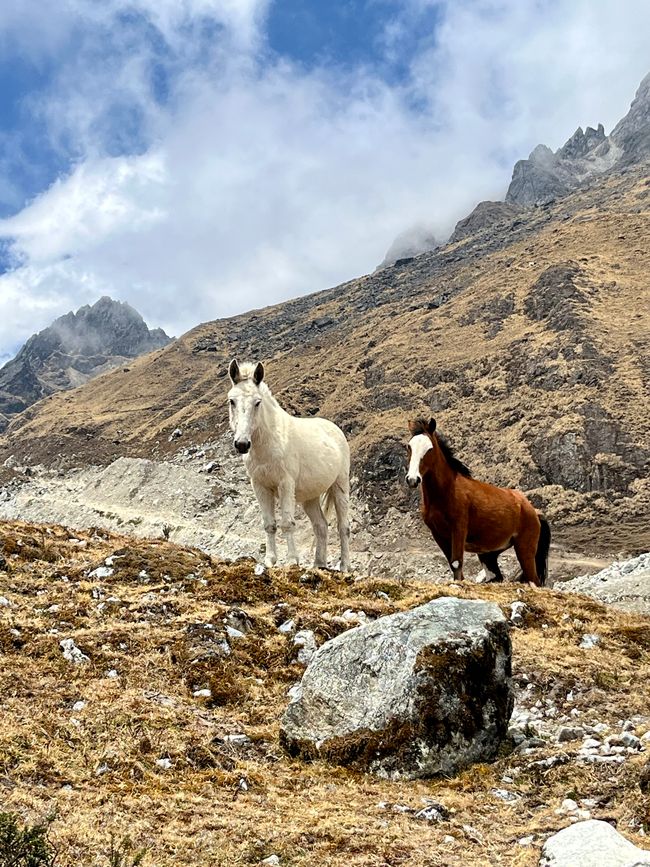 Salkantay en el fondo 6,271 m