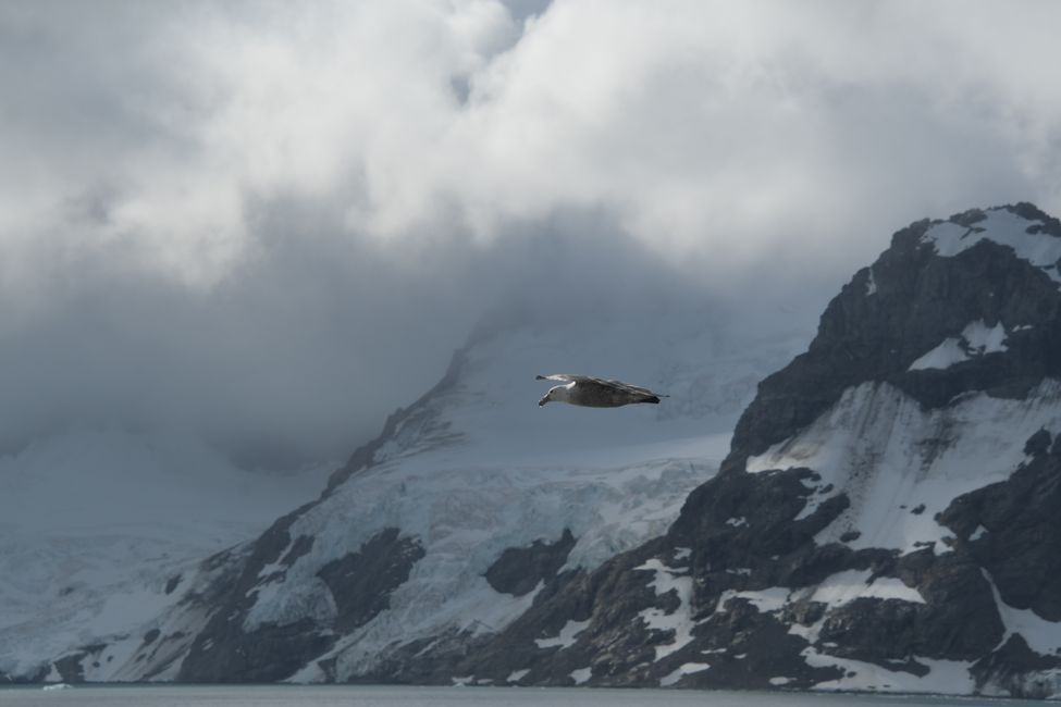 Riesensturmvogel / Giant petrel