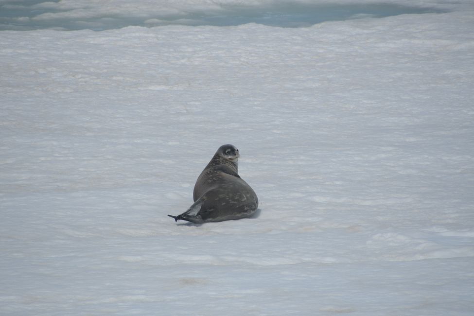 Phoque de Weddell / Weddell seal