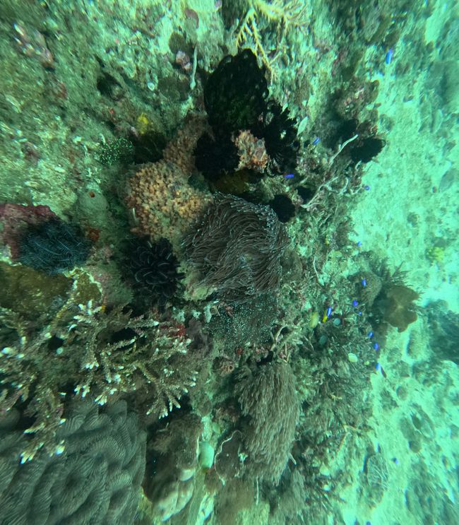Tag 20: Il mondo sottomarino di Bali
