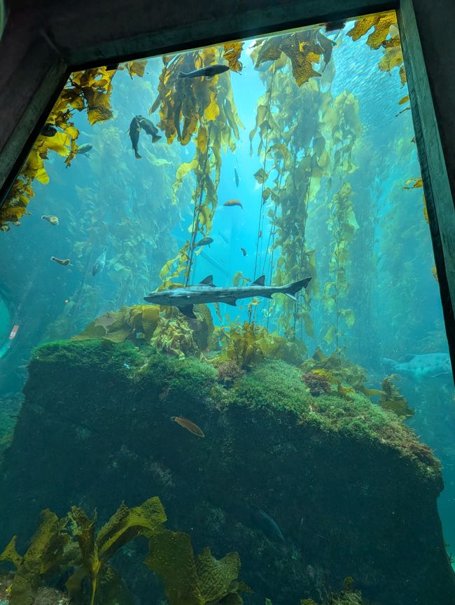 Aquarium de Monterey