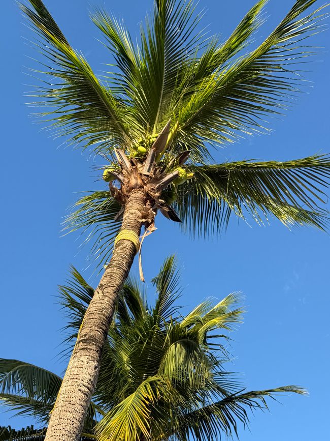 Der erste blaue Himmel 