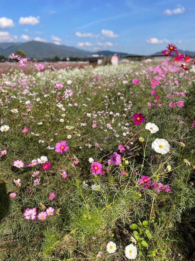 4.Kapitel: Ein bisschen vorzeitig ins Paradies