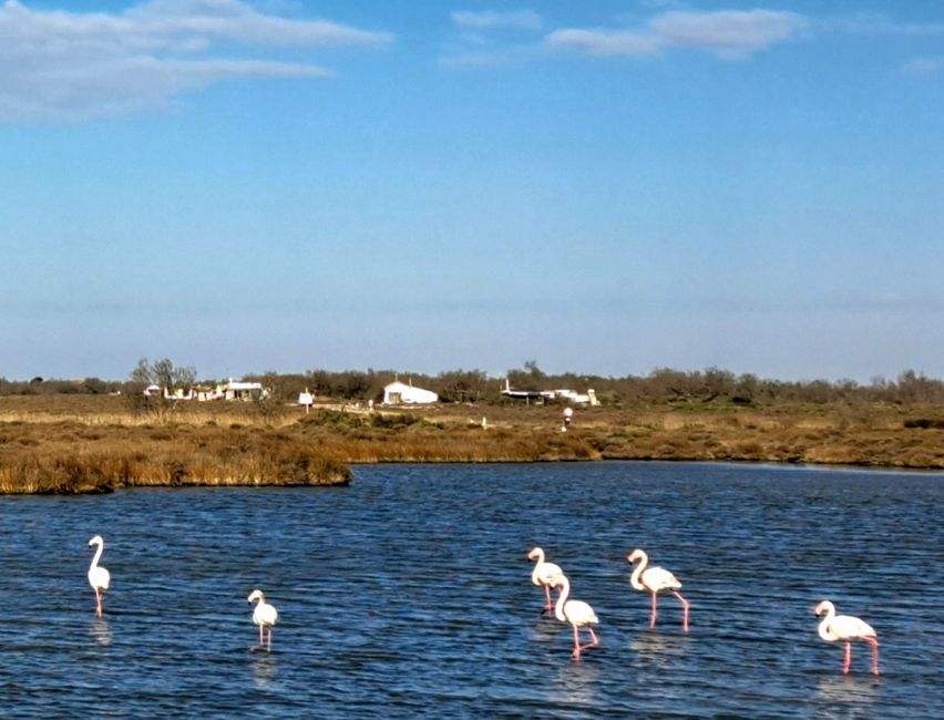 ...im Gegensatz zu Flamingos!