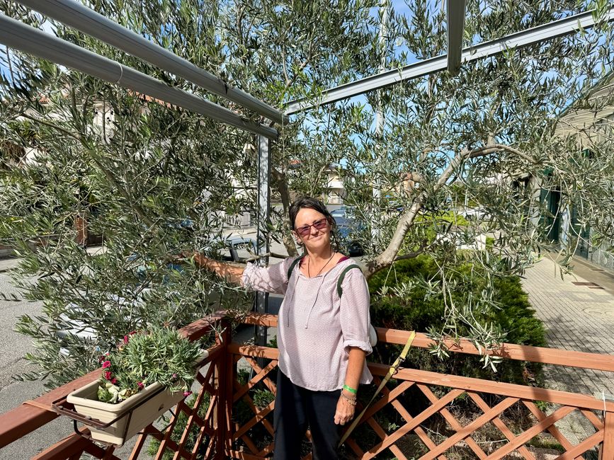 Icke vor einem Olivenbaum.