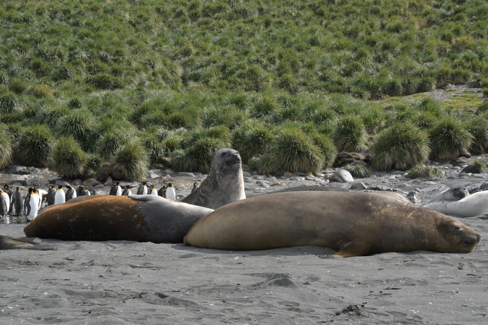 Seeelefanten / Elephant seals