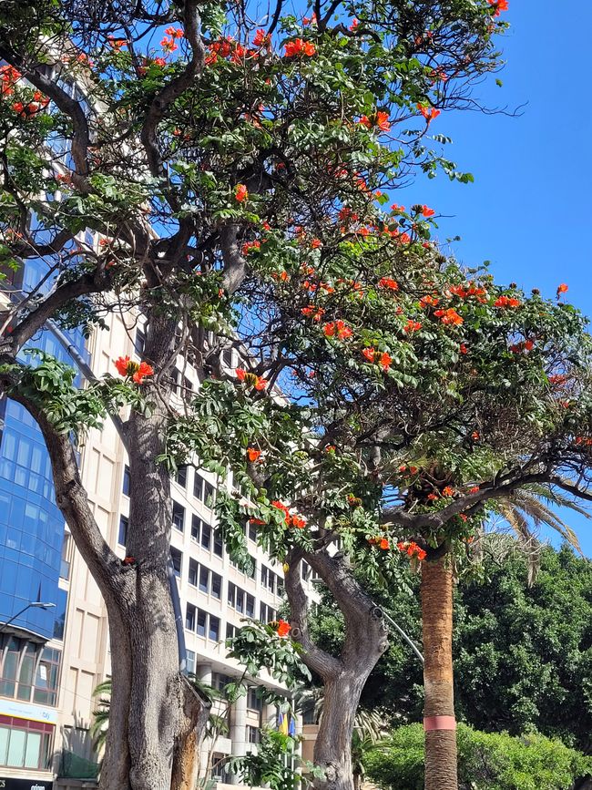 Day 164 (Part 2) of 175 planned days: Around the world cruise - Santa Cruz de Tenerife
