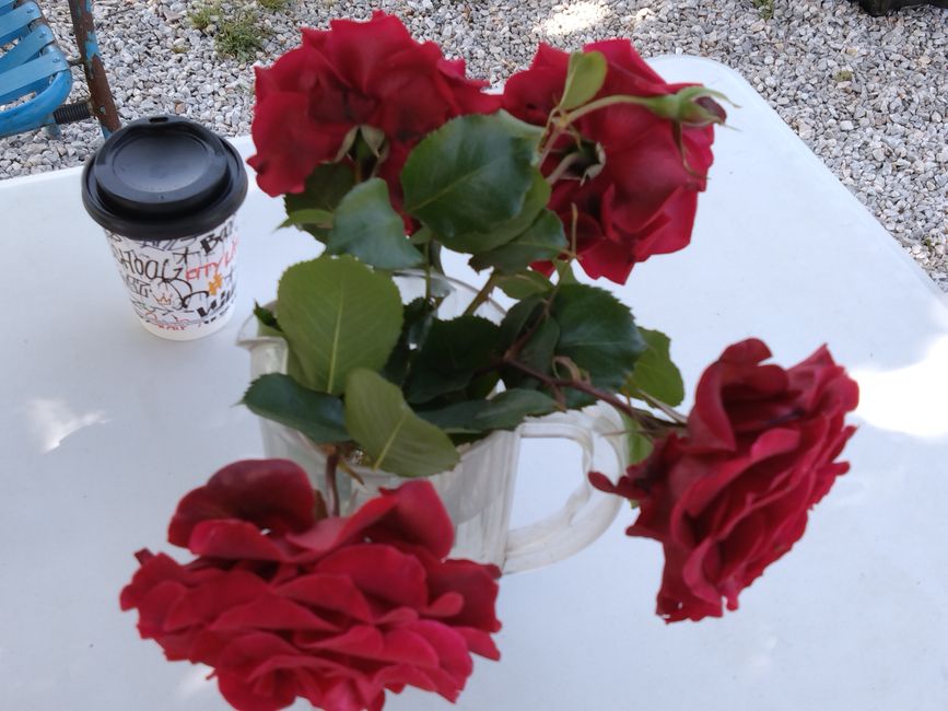 Tag 6: Irgendwas zwischen Ananas und Avocado - die Farm Home for all