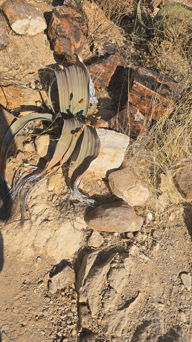 Welwitschia