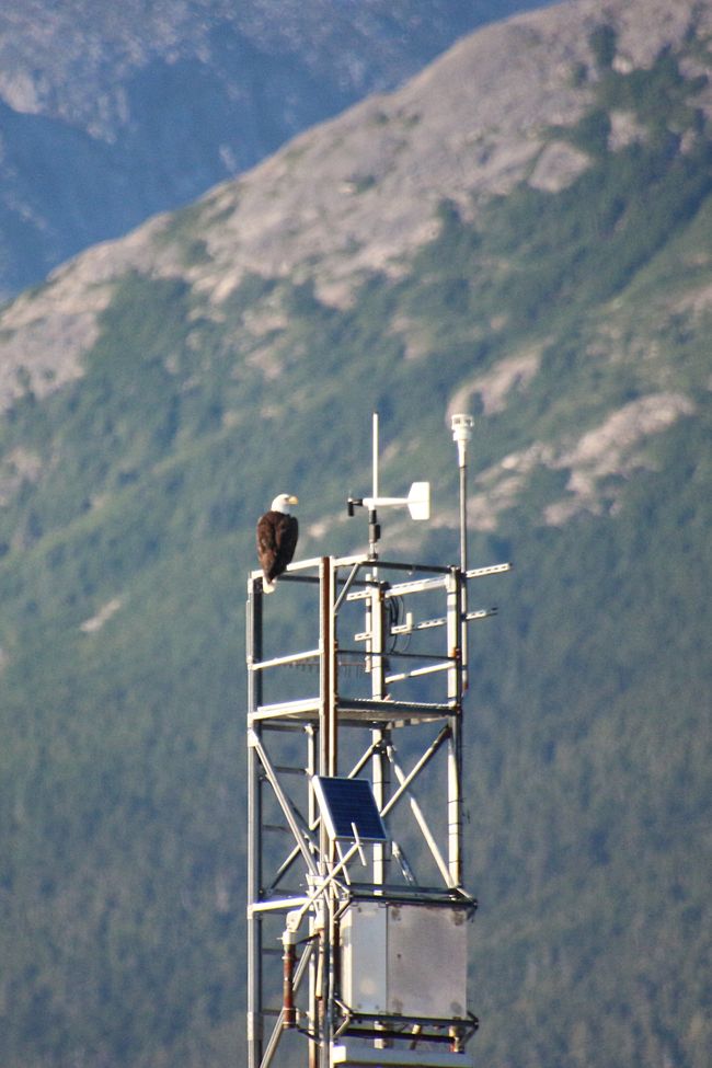 Mit Weißkopfseeadler