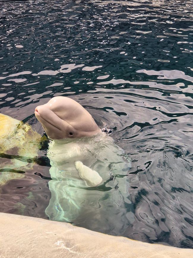 Beluga