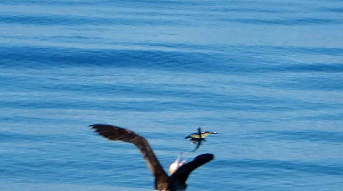 Traversée vers Alotau - Oiseaux marins et poissons volants