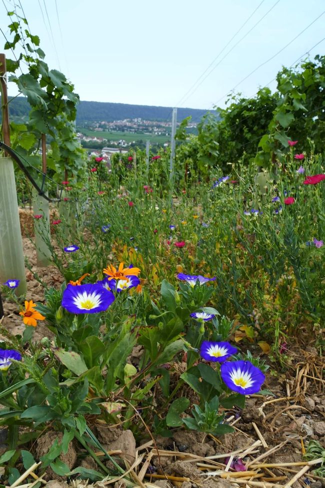 * * * S W A B I A N   
D O L O M I T E S * * *
Climbing, Hiking, Marveling: The Hessigheim Rock Gardens