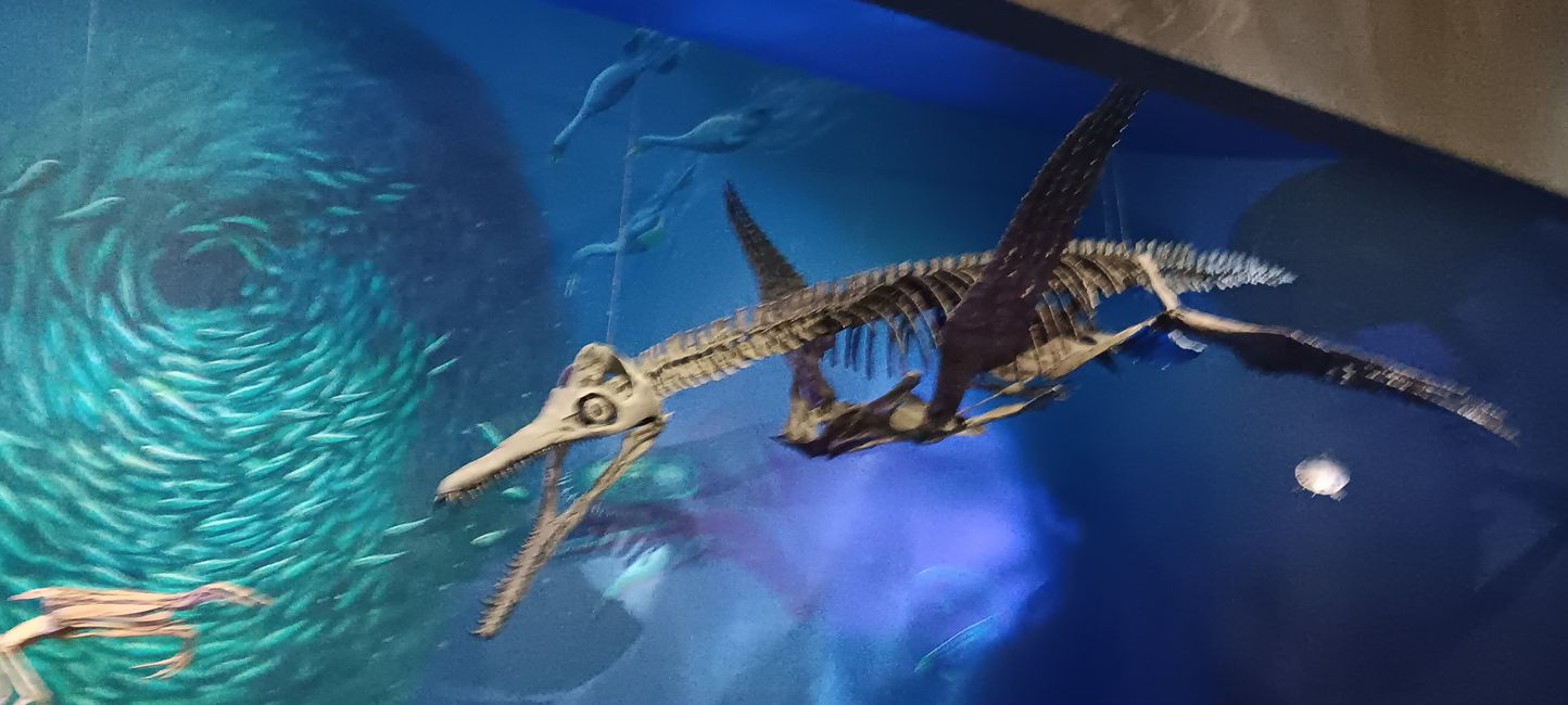 Museum of natural history I