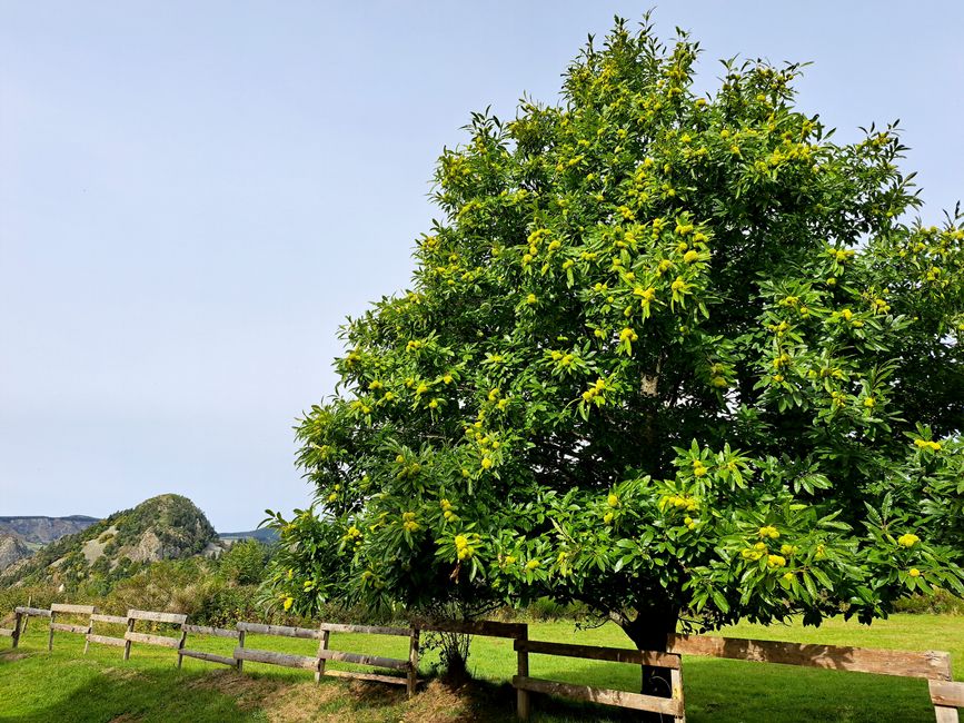 Edelkastanie in Borée