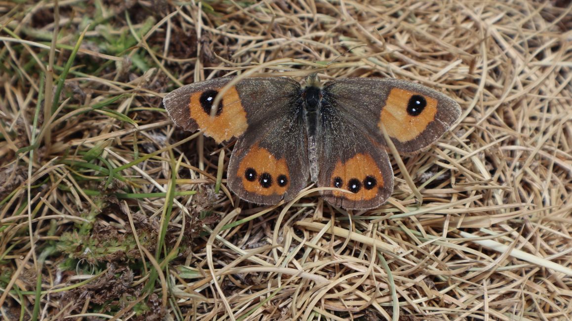 Endemische Schemmterlingsart (nur Südinsel) - Tussock Ringlet