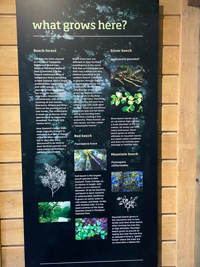 Among the glowing glowworms