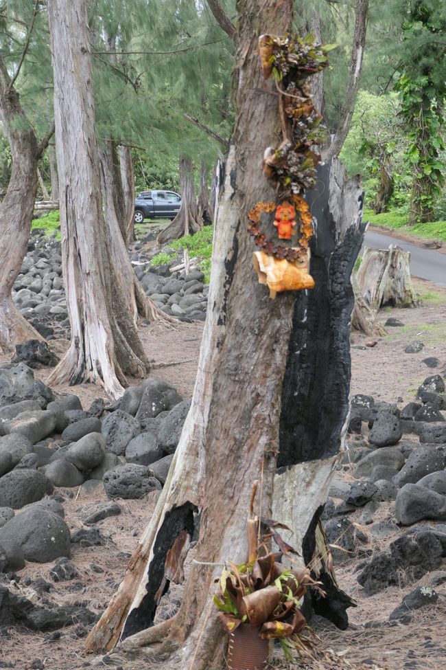 Trees in Hawaii