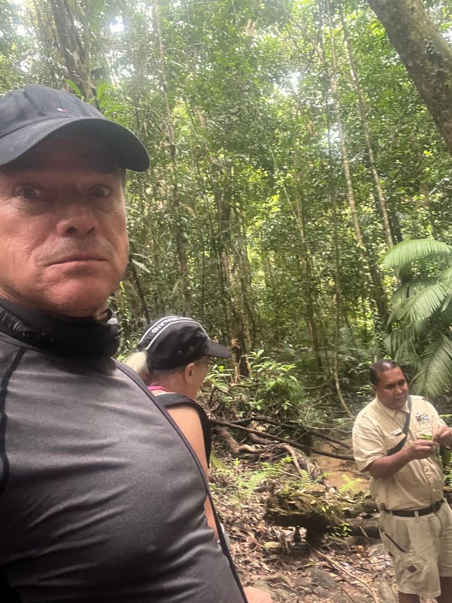 Gola di Mossman: area del patrimonio mondiale delle foreste pluviali umide