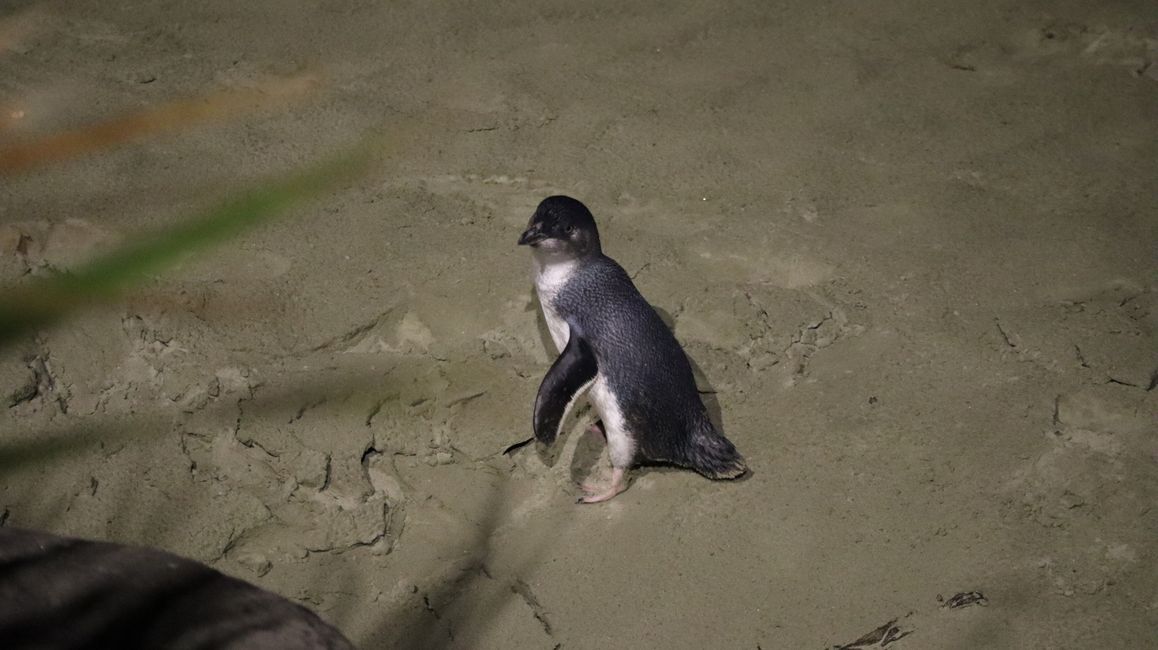 Pingüinos Azules