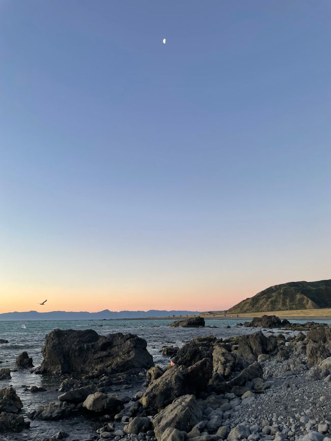 Best day ever - wine, pinnacles, sea lions, Cape Palliser and sunset