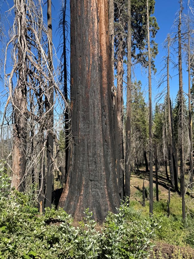 Die ersten Riesen, vom Feuer gezeichnet 