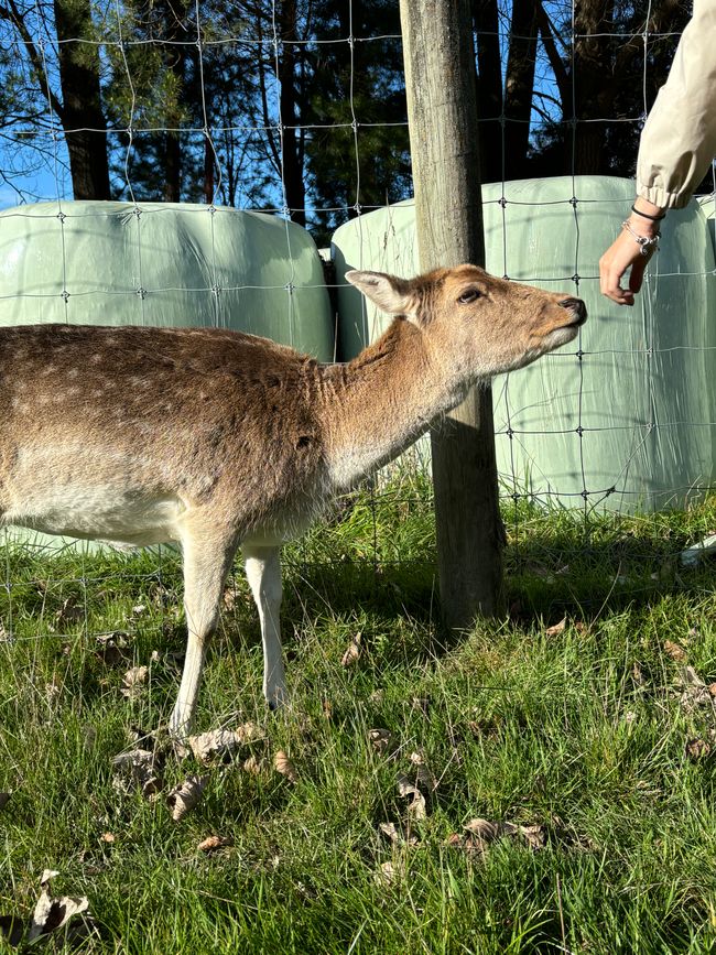 Autumn, the deer