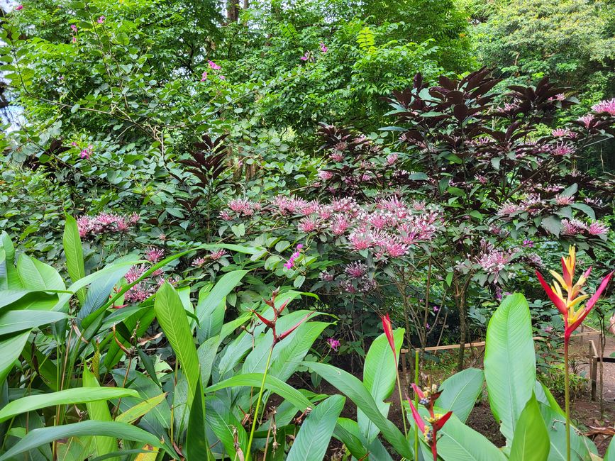 Paseo por el jardín