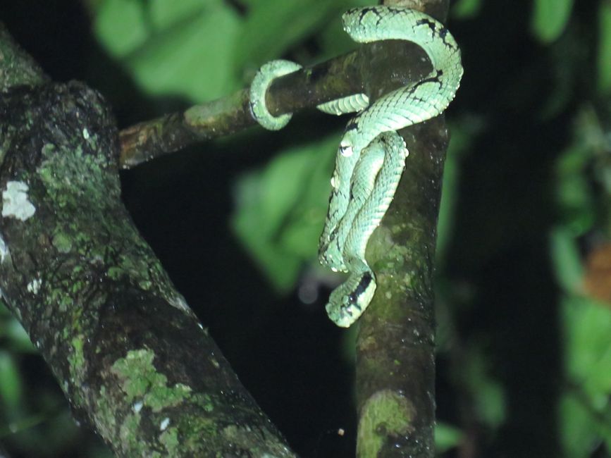 Sinharaja - l'ultima foresta pluviale dello Sri Lanka