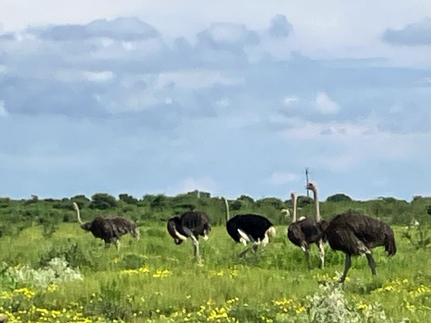 El Parque Nacional Etosha