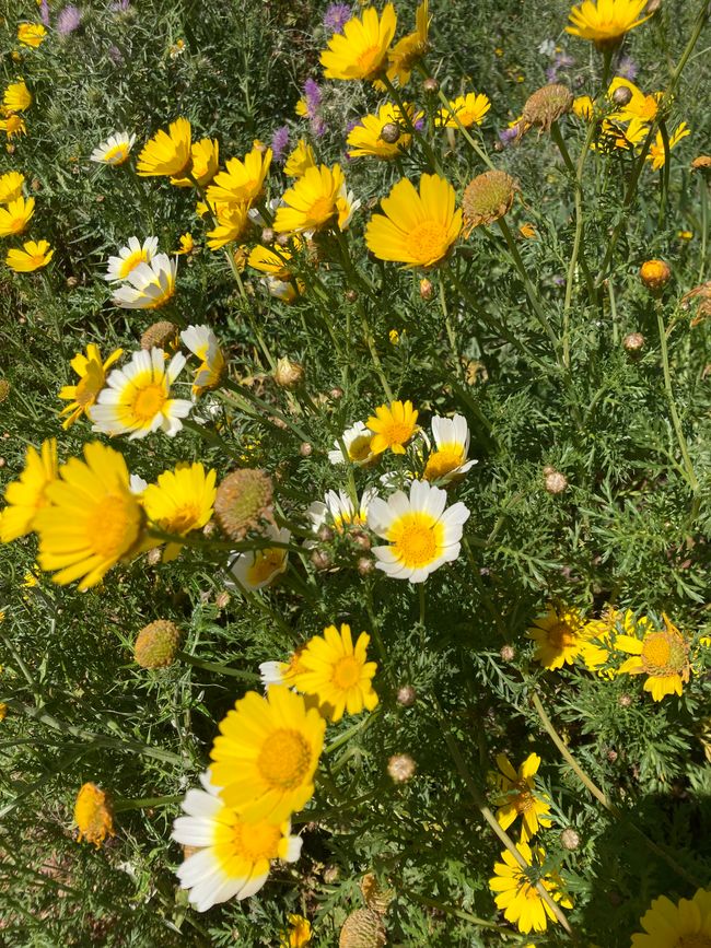 Wandern… von Santa Maria aus zum Tramuntana Gebirge…soweit meine Füße mich tragen