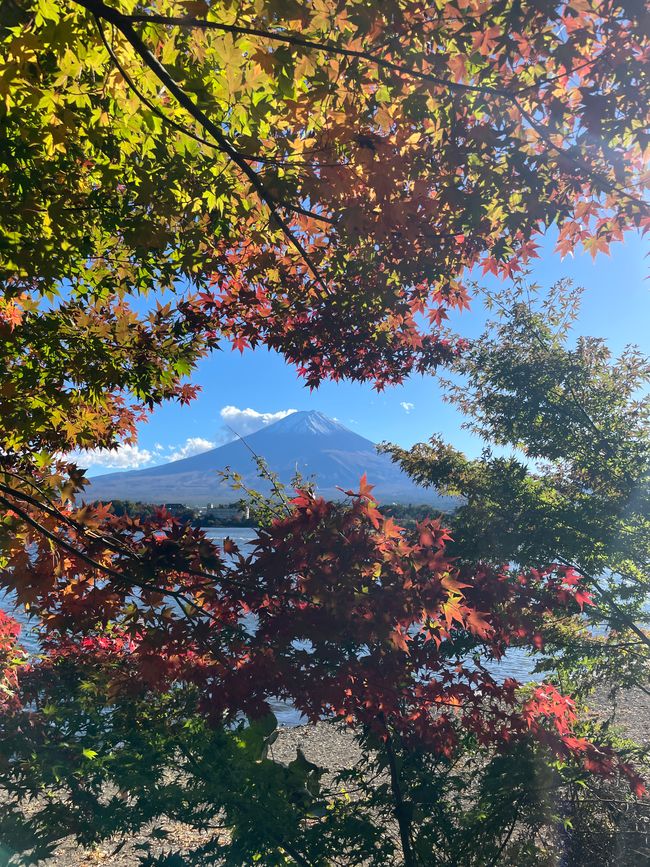 6. Ausflug zum Koli von Japan oder : Schon wieder ne fast-Katastrophe
