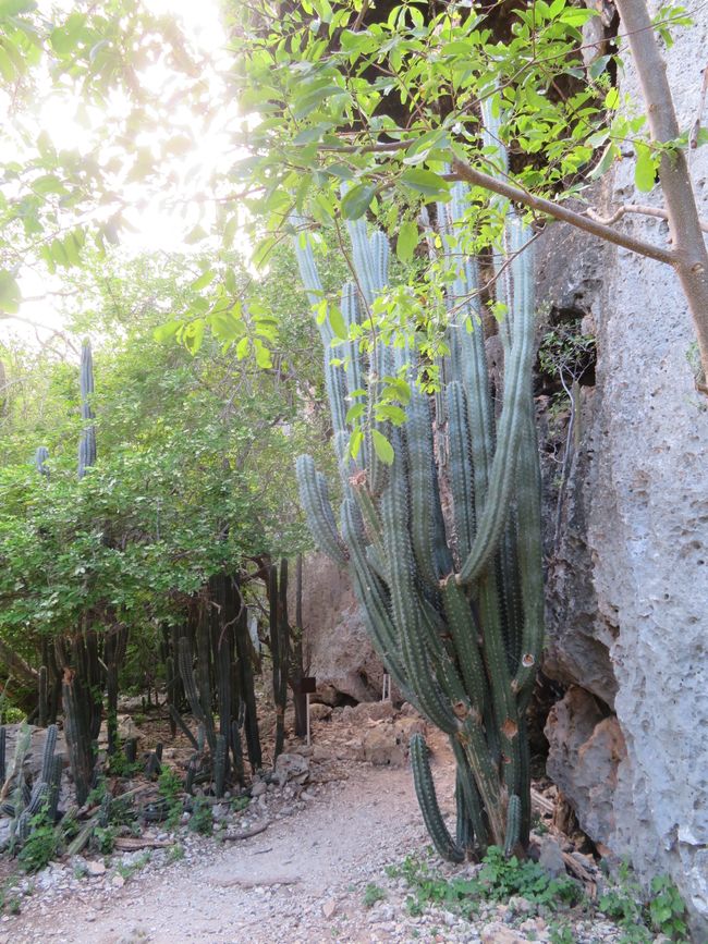 Encore plus de cactus