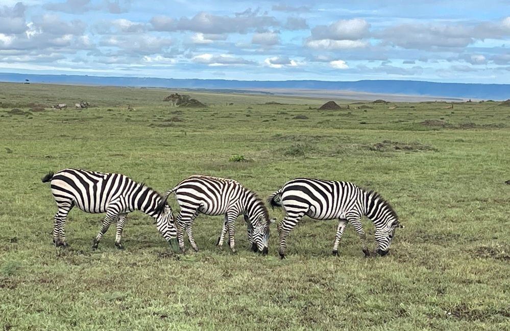 3 Days Safari in Masai Mara National Park