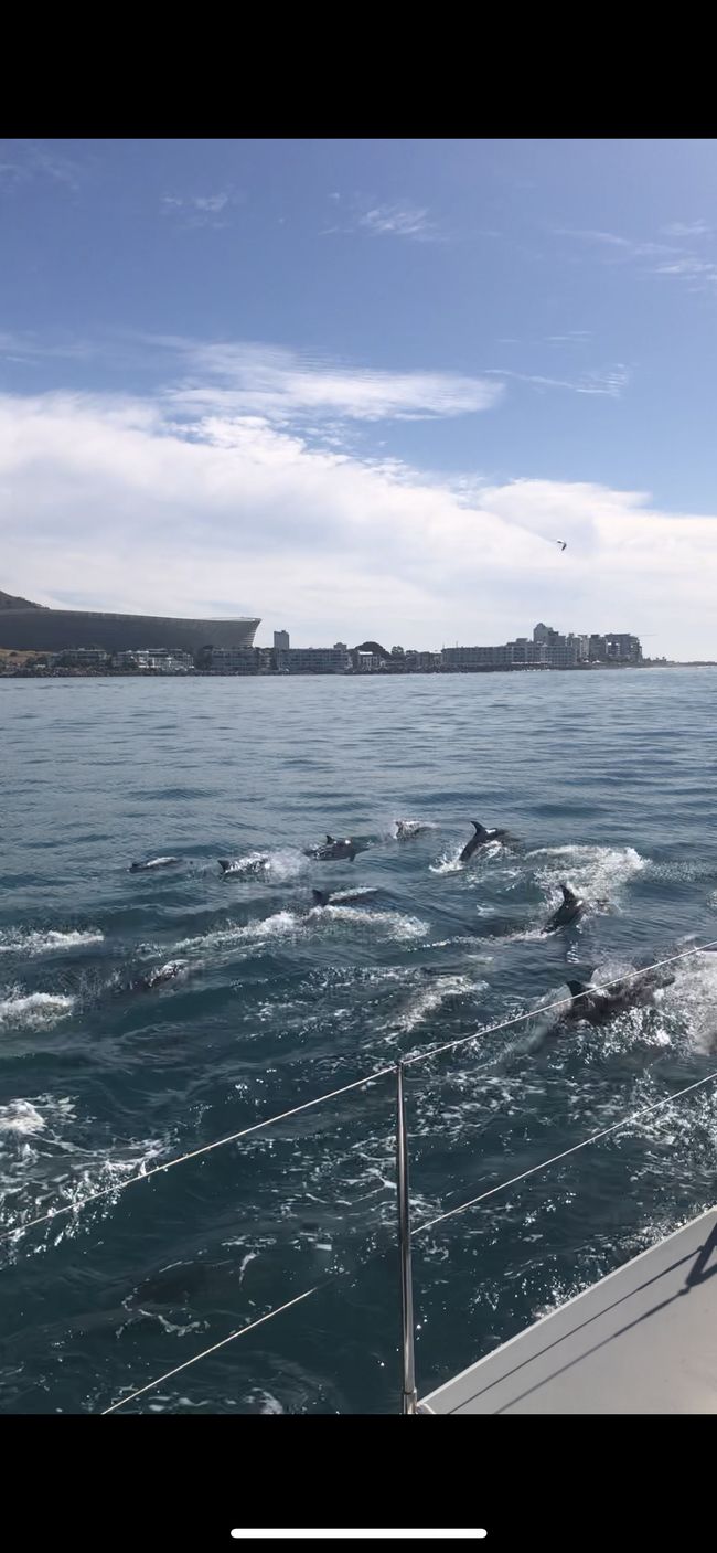 #2 - Cape Town - Waterfront - Boat Tour - Dolphins