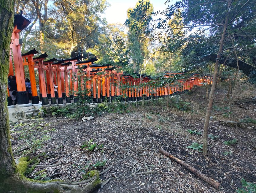 This is what the path looks like from the side. It isn’t always like this, but large parts of the path lead through Torii.