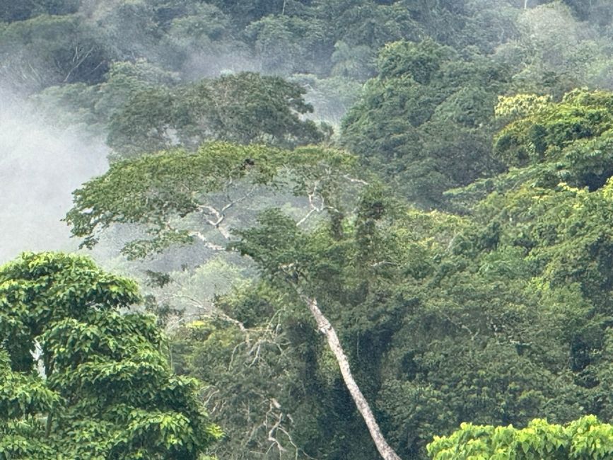...to the jungle!