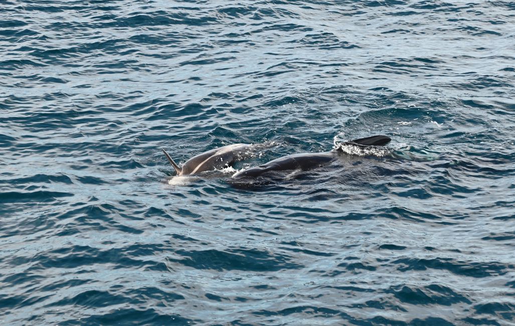 Pilot whale cow and cub on back