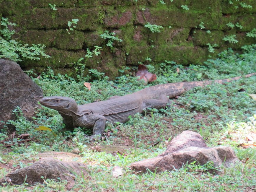 Polonnawaruna