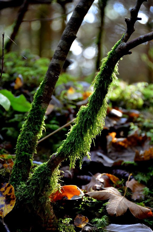 Autumn hiking in the Wutach Gorge: Red, yellow, orange... and you're right in the middle!