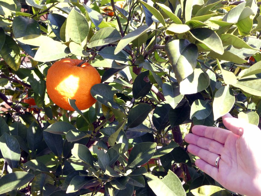 Albero di arancio