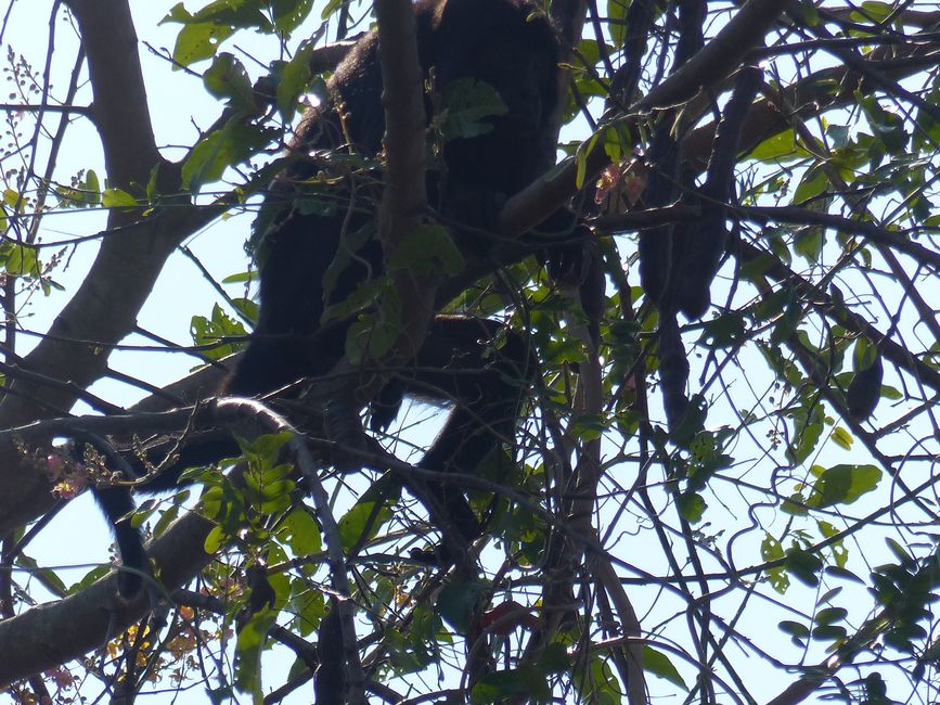 Brasil Pantanal crucero fluvial